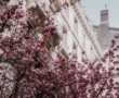 Recette de maquereaux de printemps
