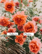 Pâtes crémeuse à l’ail et choux fleurs rôti cajun (vegan)